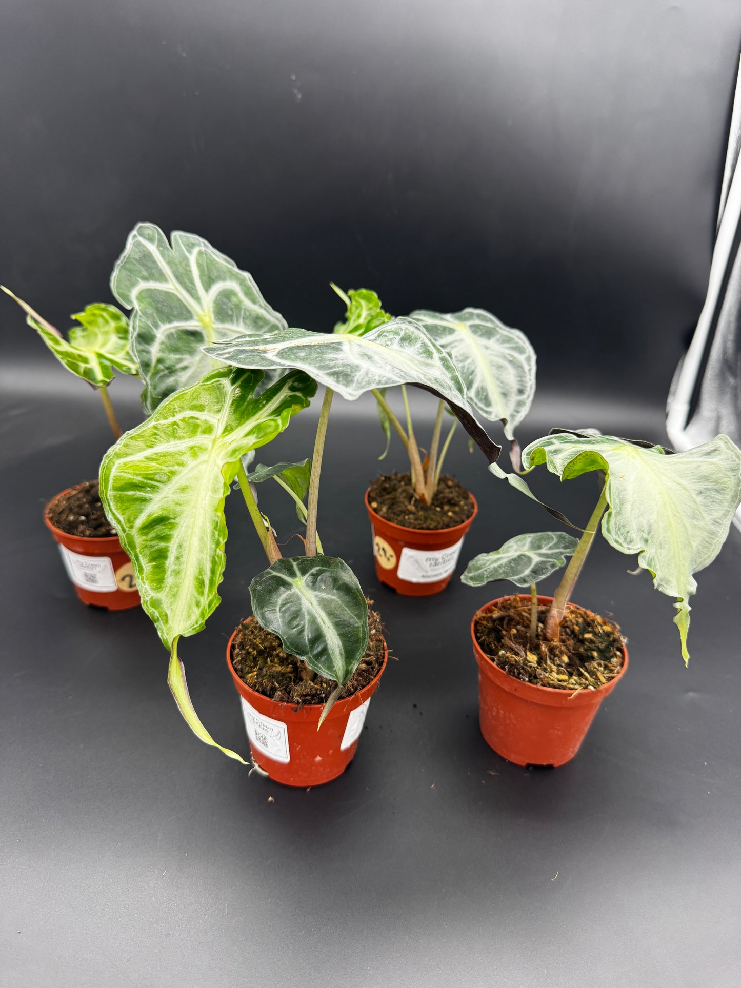 Alocasia Venom Sellers choice