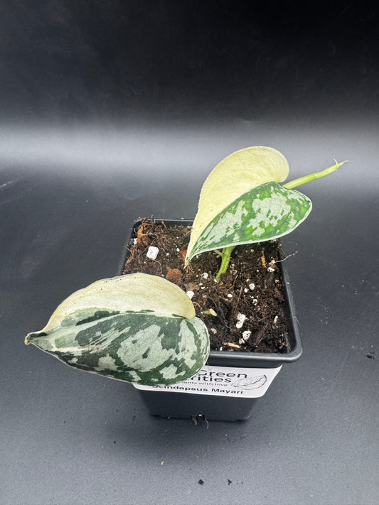 Scindapsus Mayari