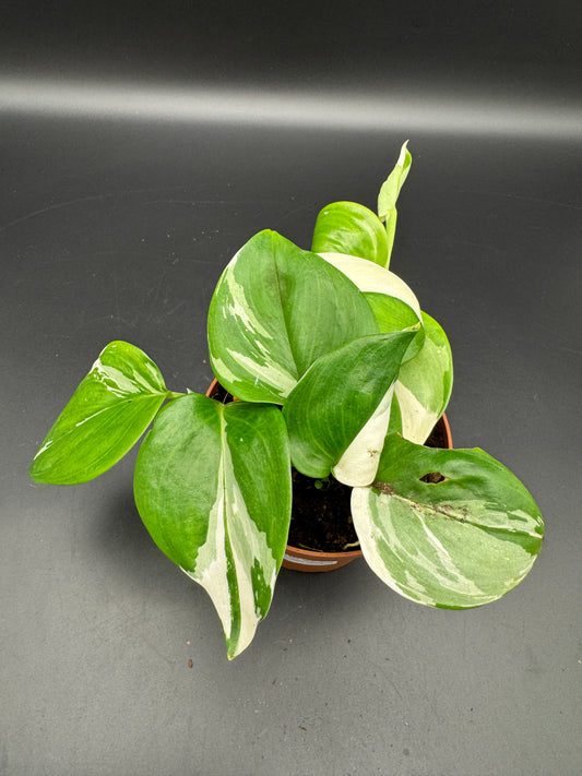 Scindapsus treubii moonlight variegata.