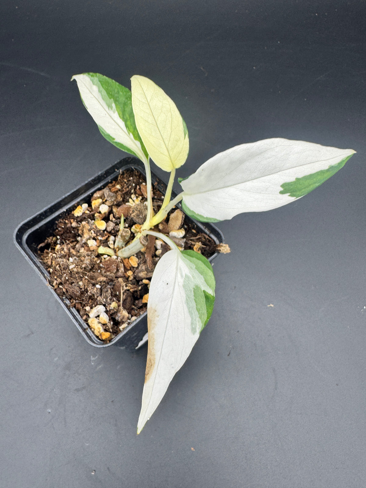 Epipremnum pinnatum Ghostie