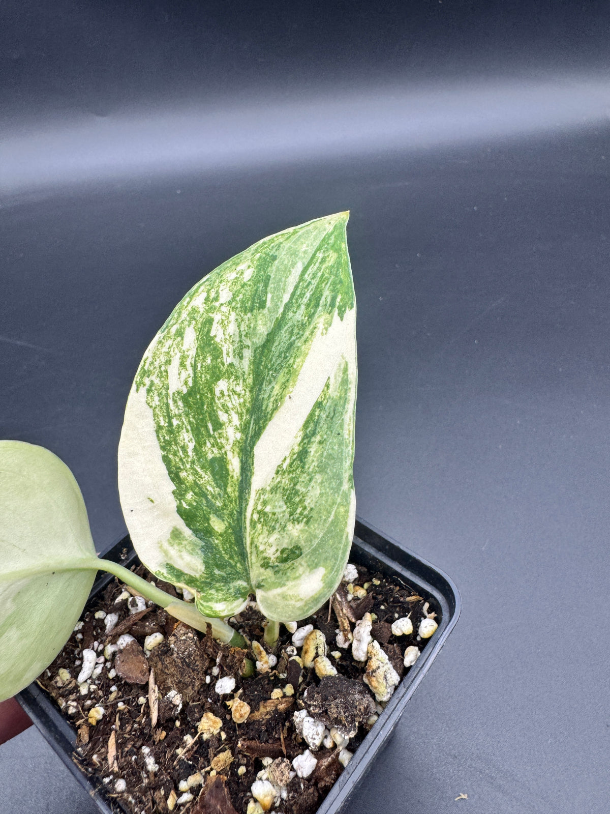 Scindapsus Jade Satin Aurea variegata