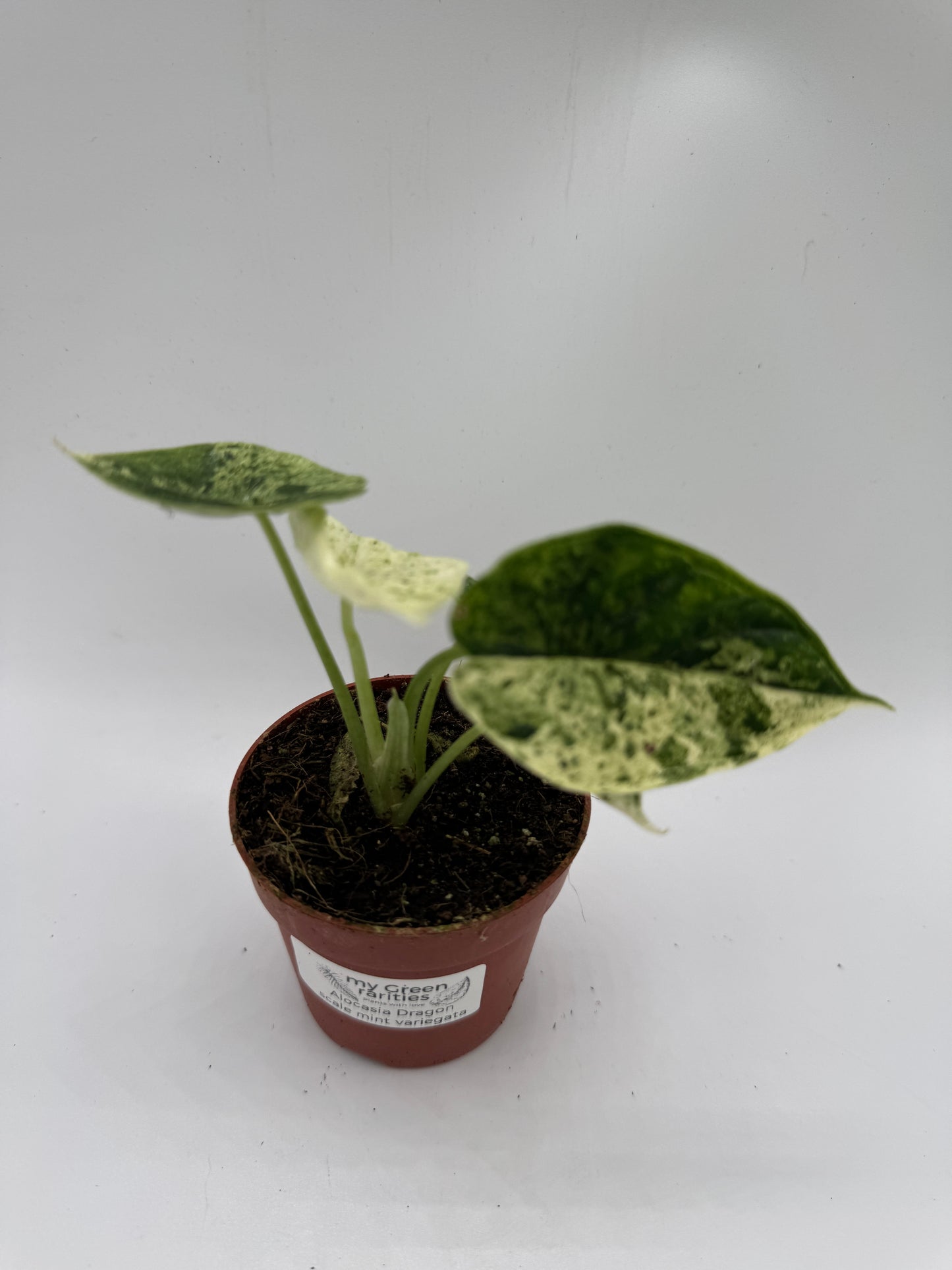 Alocasia Dragon Scale mint variegata