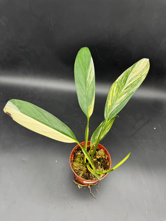 Epipremnum Amplissimum Aurea variegata mit 3 Trieben