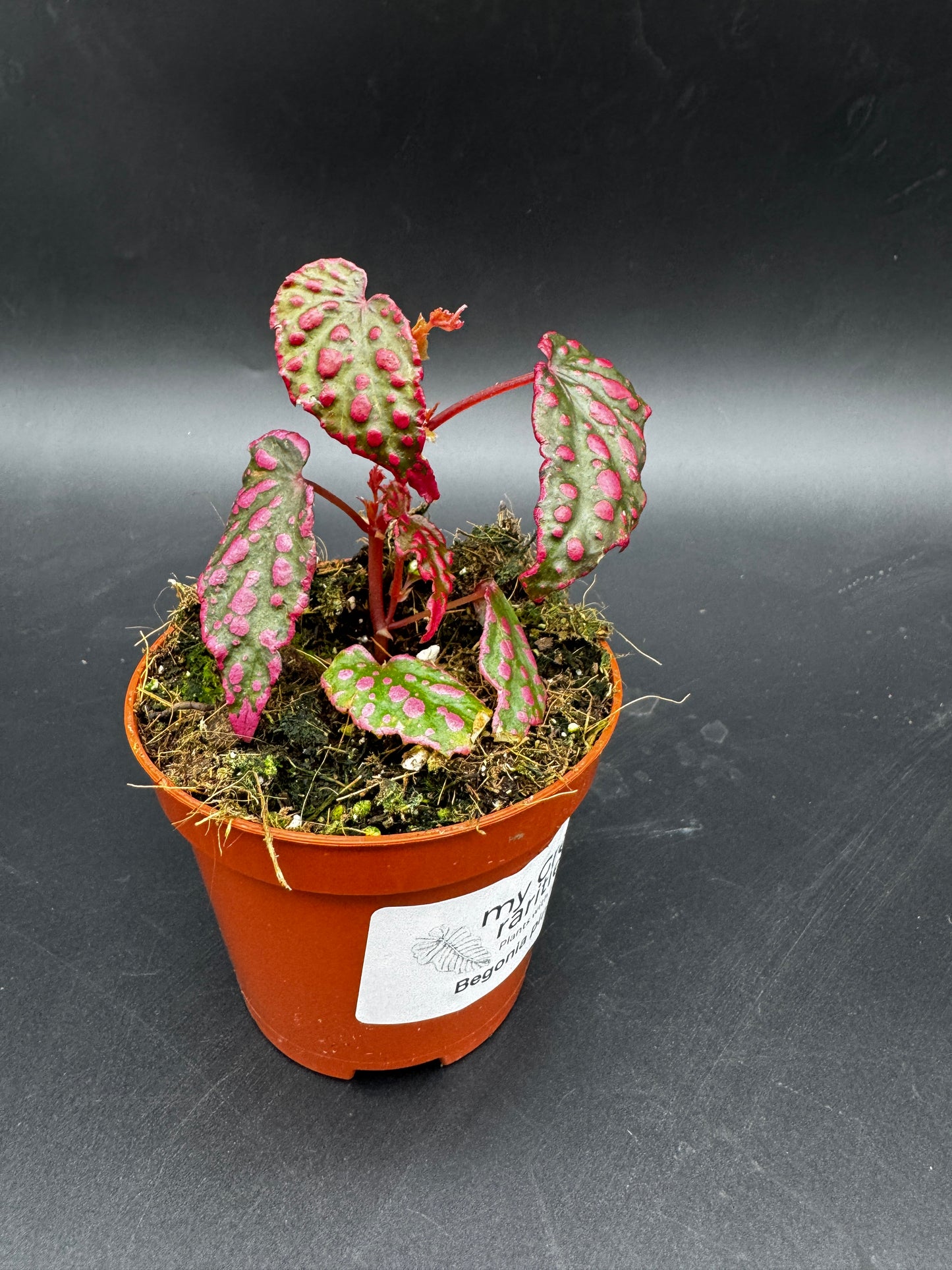 Begonia Pink Lady