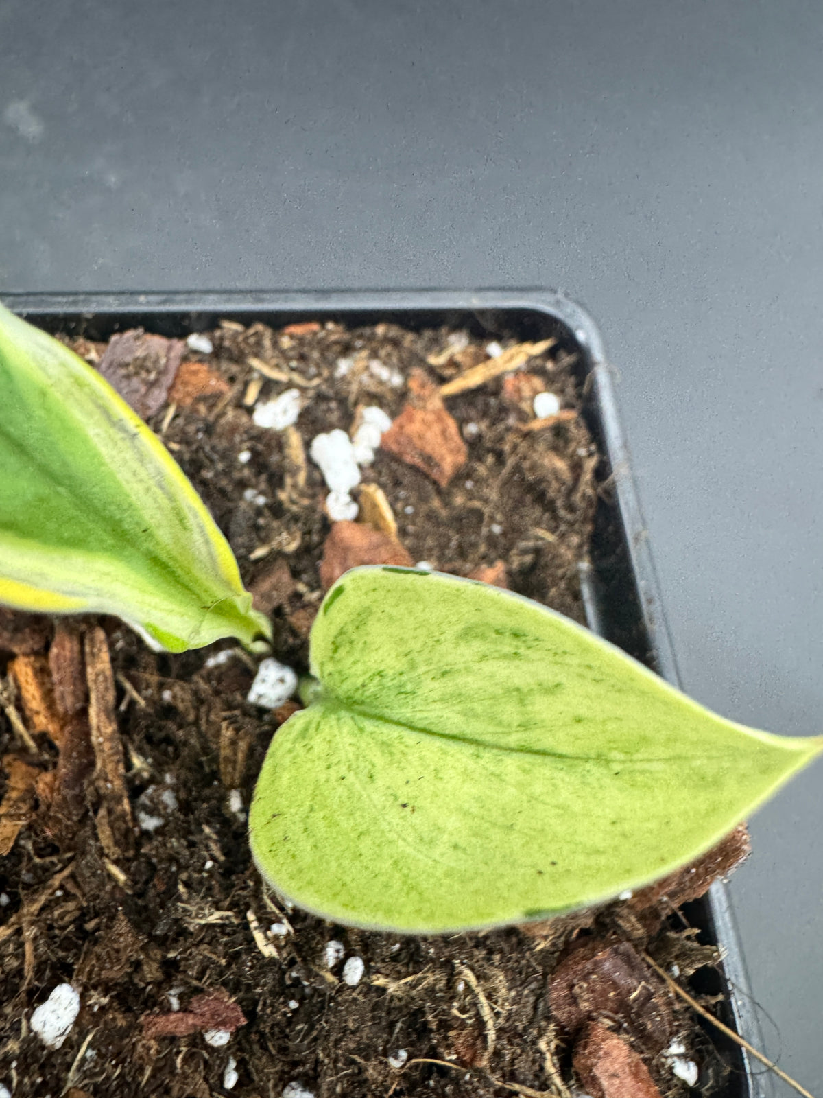 Scindapsus super Star