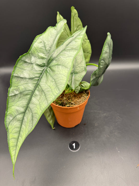 Alocasia Heterophylla Dragons Breath