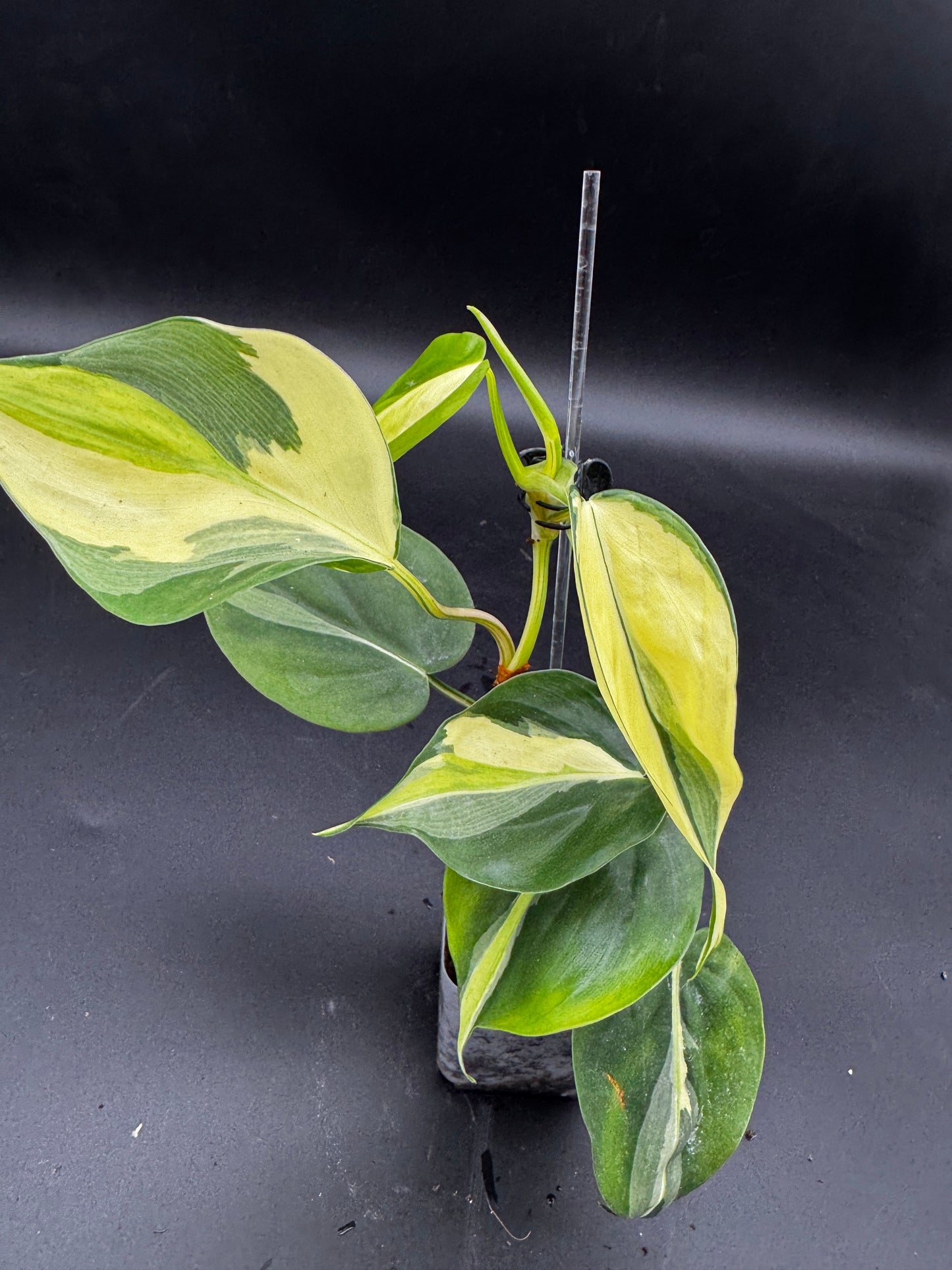 Philodendron hederaceum Rio