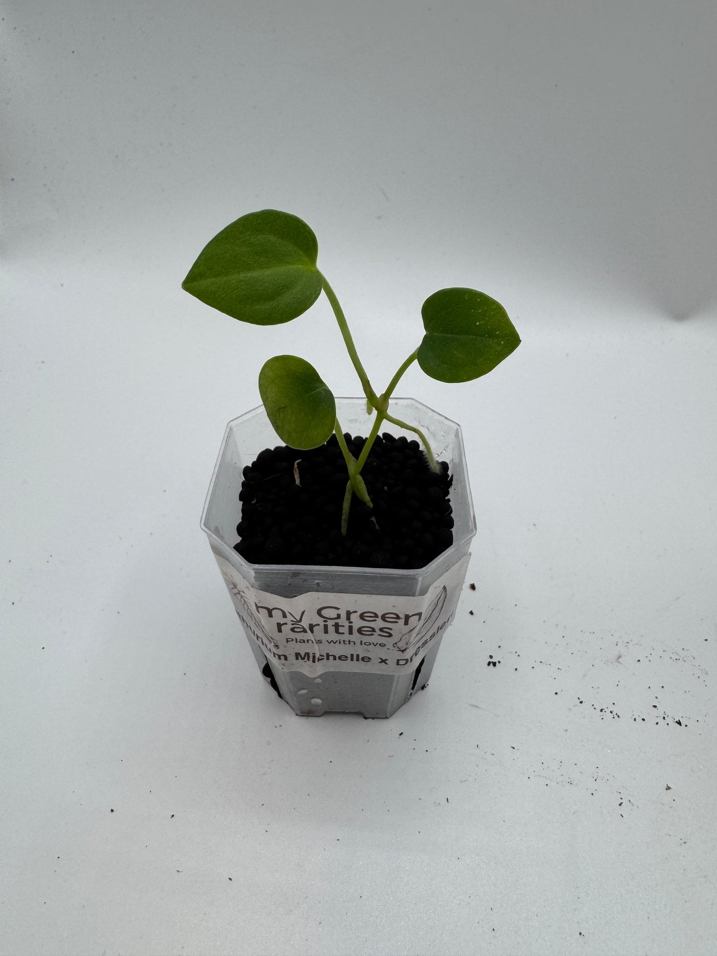 Anthurium Michelle x Dressleri
