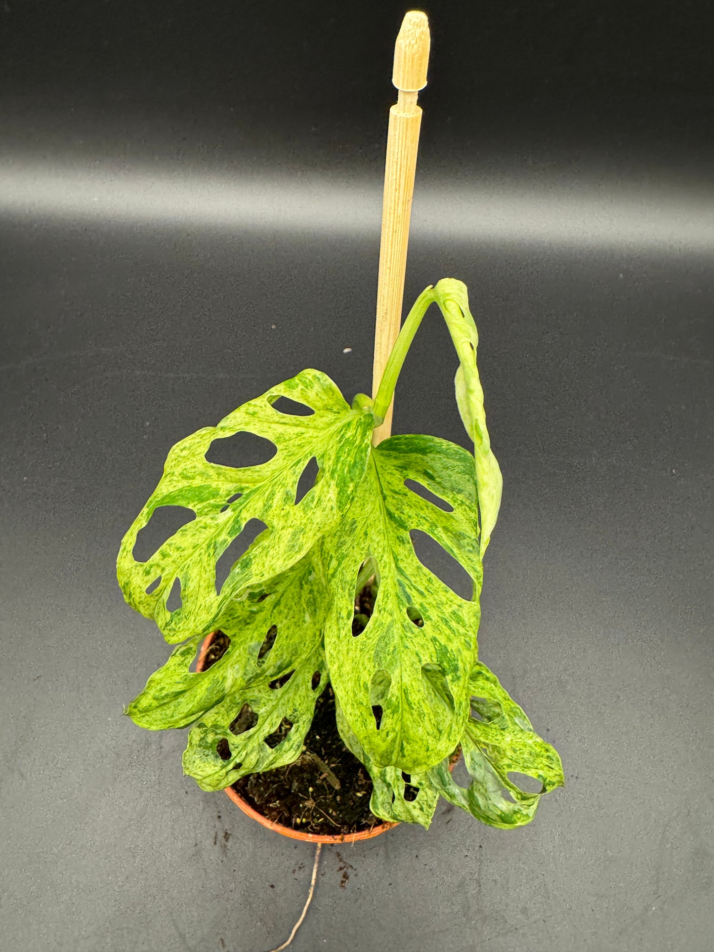 Monstera adansonii Frozen freckless