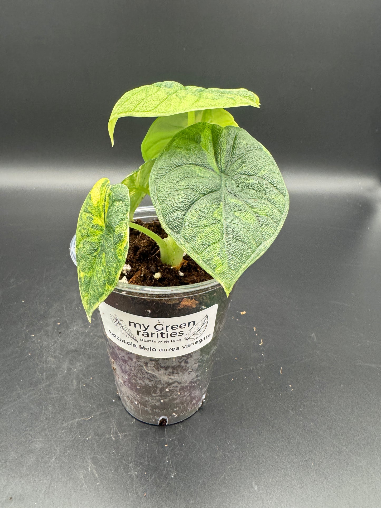 Alocasia melo aurea variegata mit mind. 1-2 Rhizomen