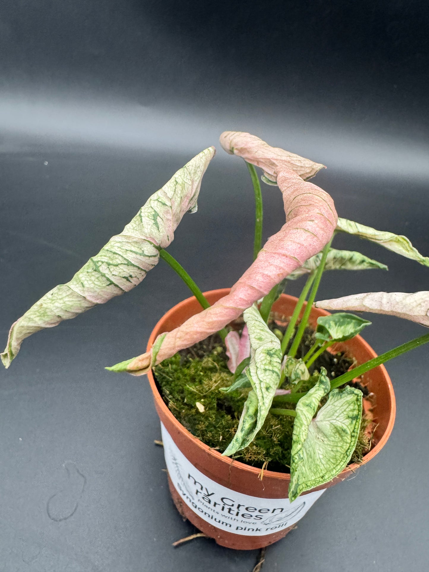 Syngonium pink rolli