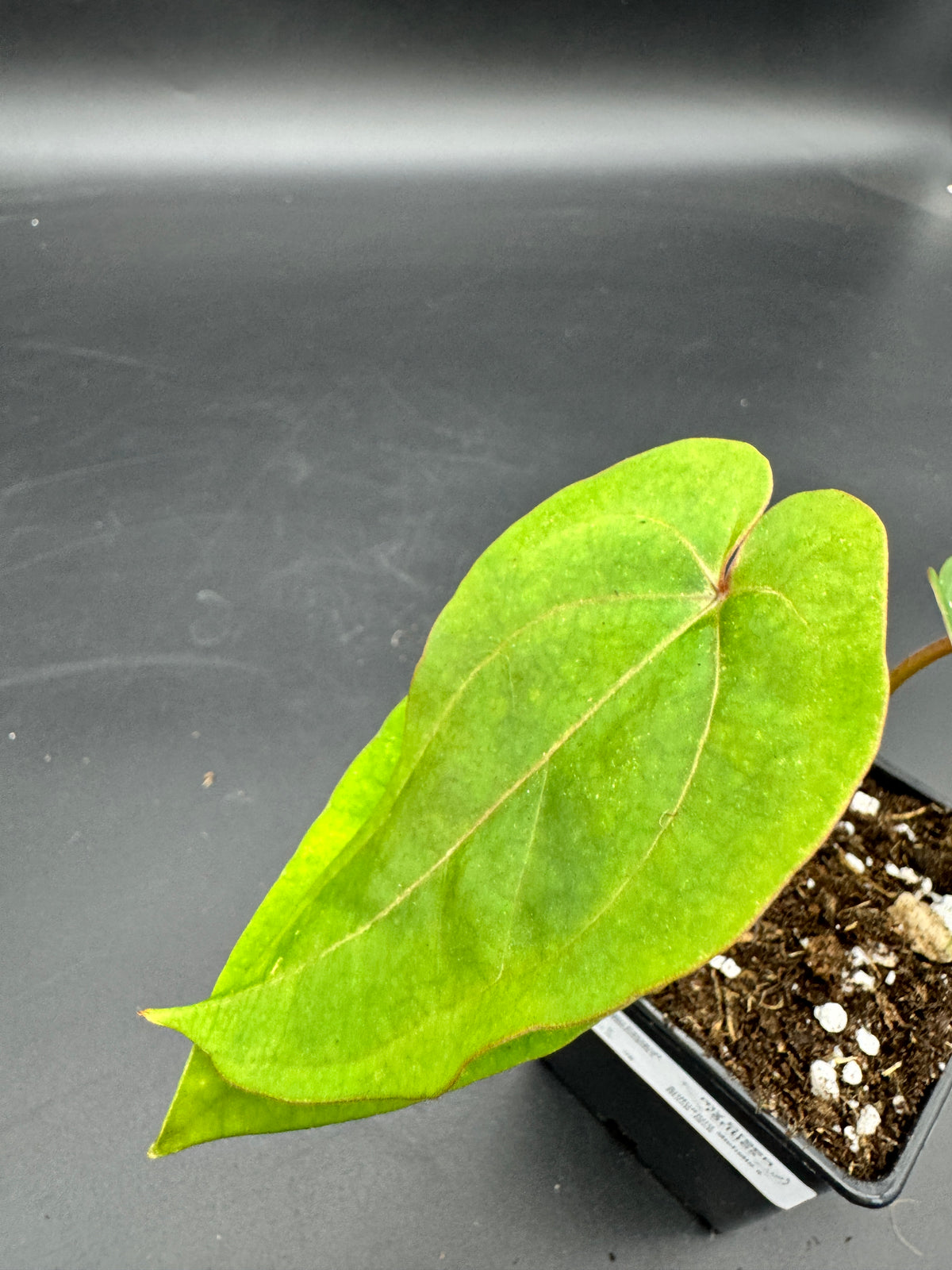 Anthurium Michelle x Black Jack