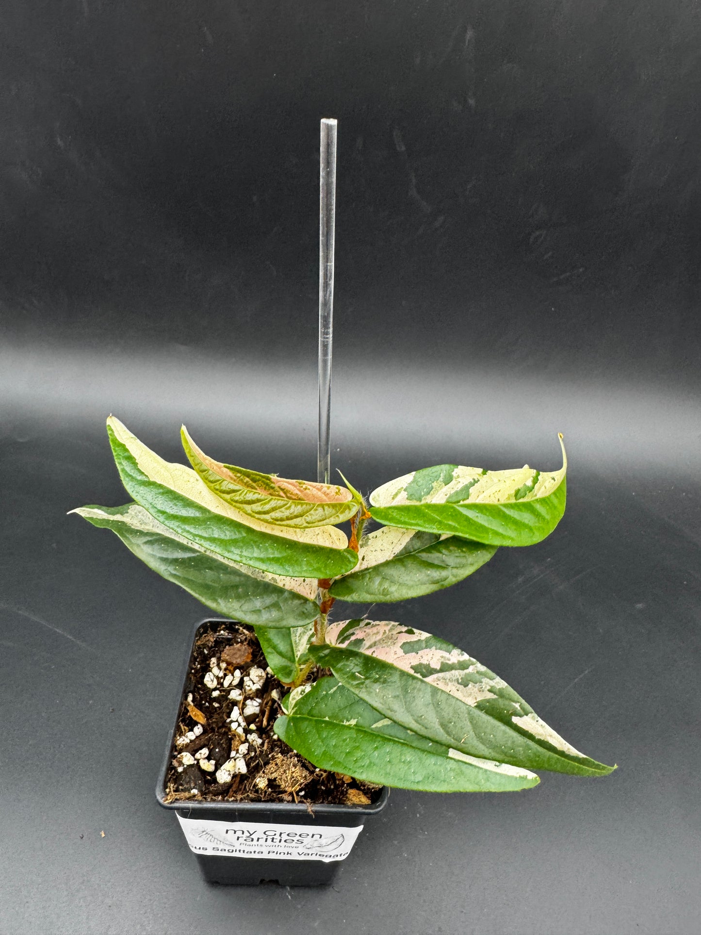 Ficus Sagittata Pink Variegata
