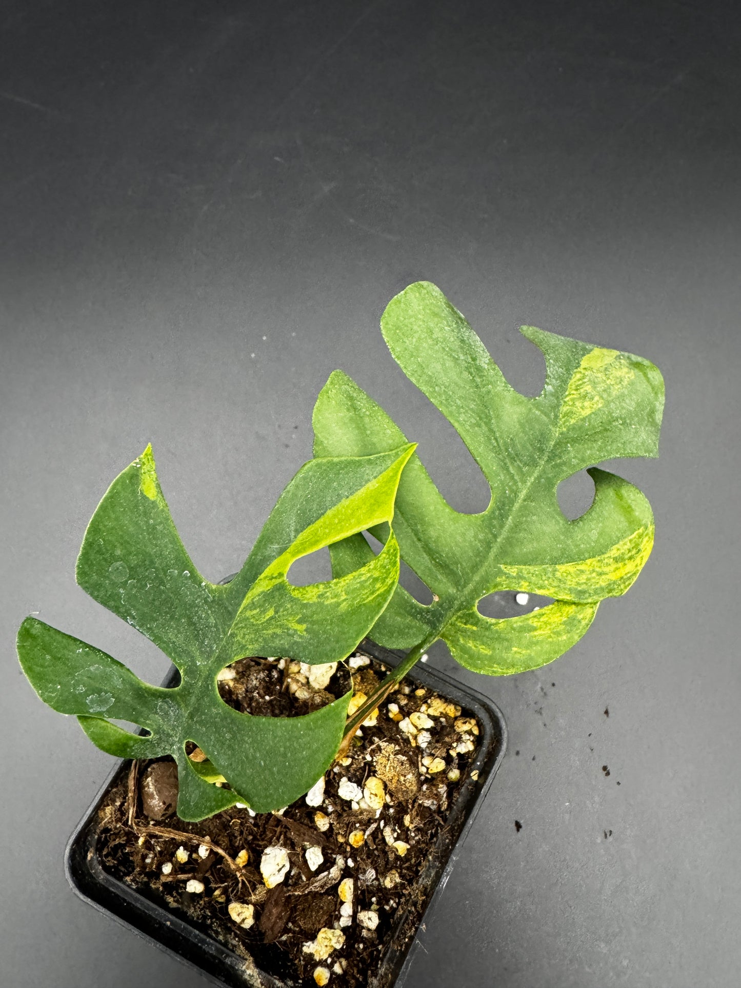 Rhaphidophora tetrasperma Green on Green variegata