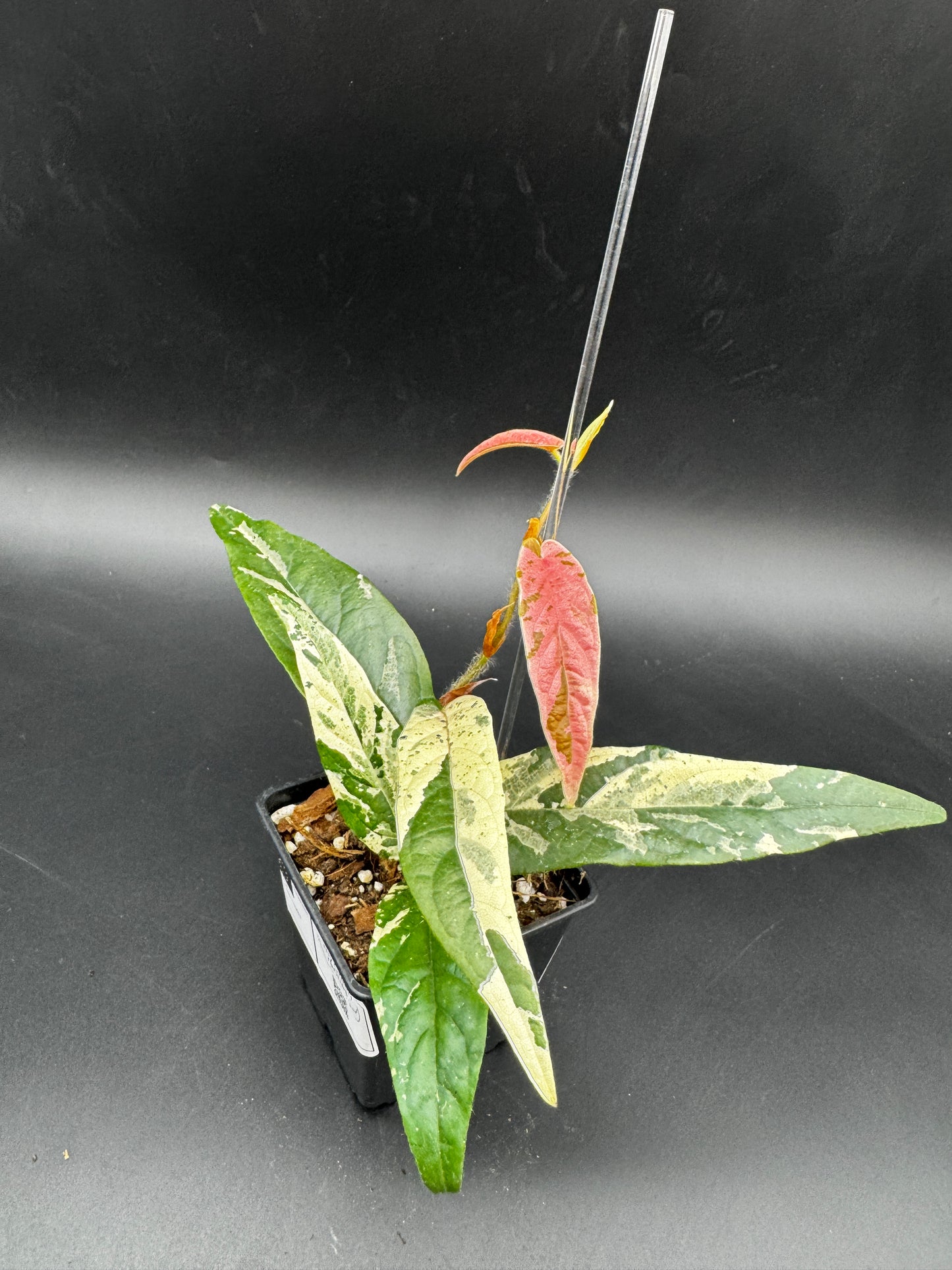 Ficus Sagittata Pink Variegata