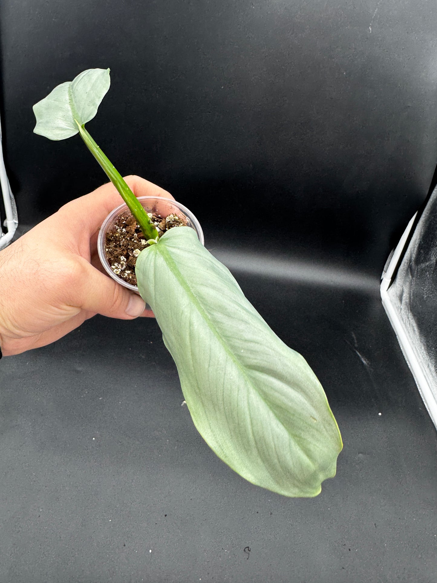 Silver Sword variegata