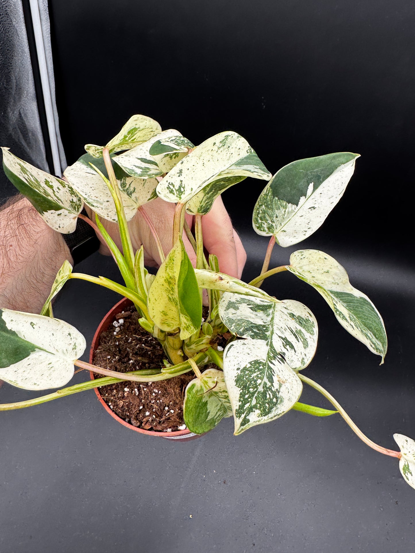 Philodendron Emerald Queen Variegata