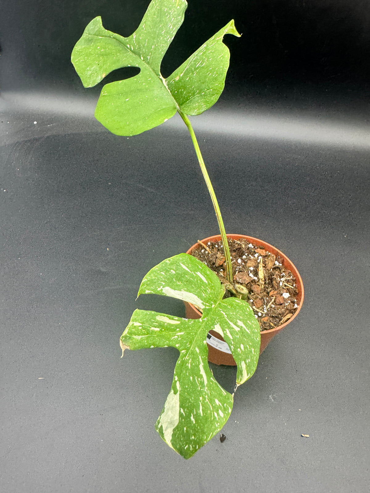 Rhaphidophora tetrasperma Thai constellation (Monstera Minima Thai constellation)