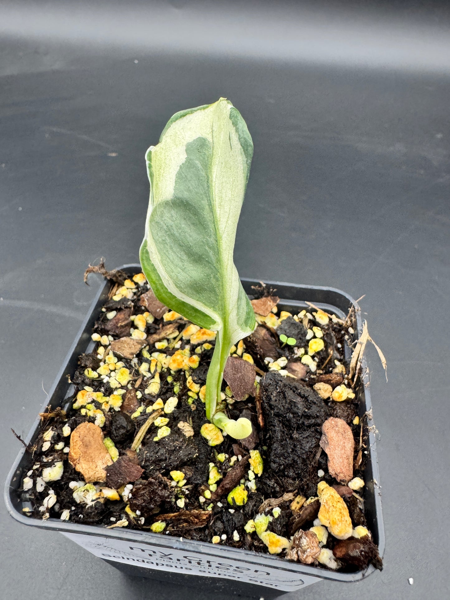 Scindapsus super Star