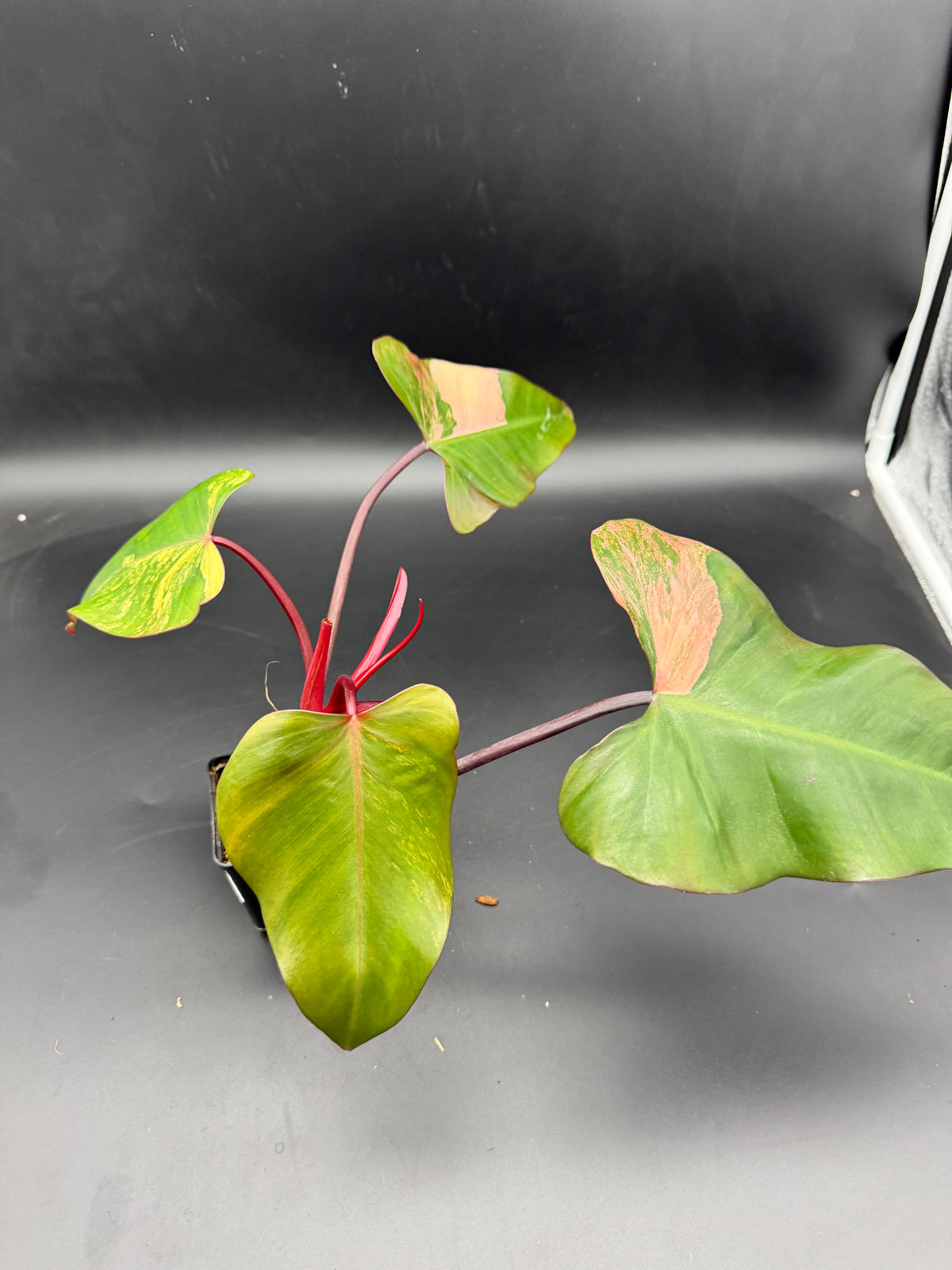 Philodendron strawberry Shake