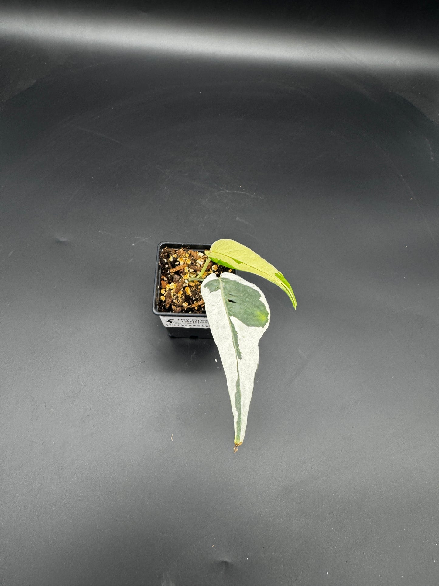 Epipremnum pinnatum Ghostie