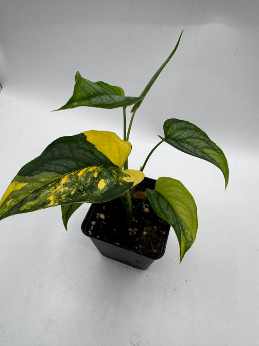Monstera siltepecana Aurea variegata