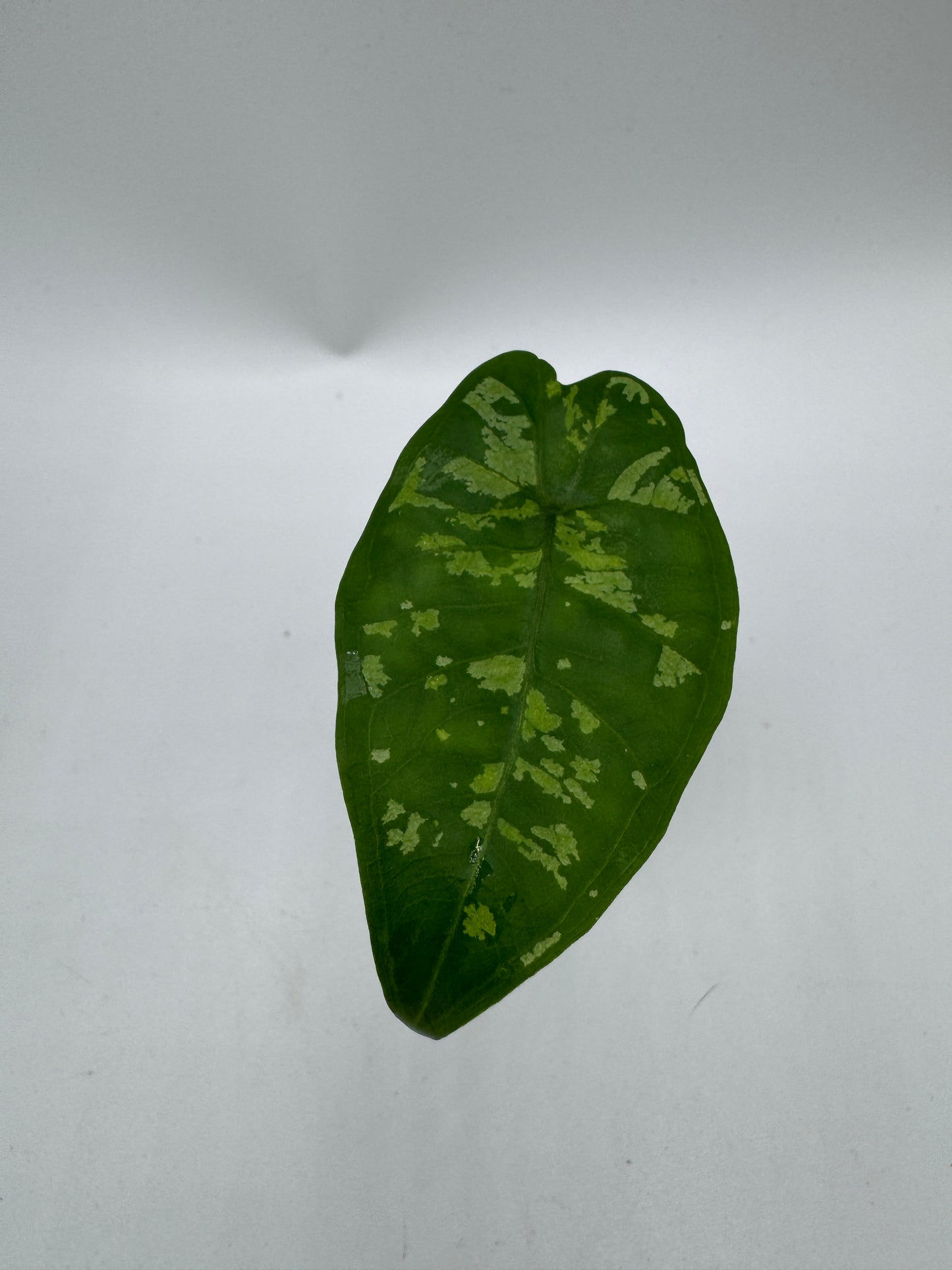 Alocasia Boyceana ‚Shattered Glass‘