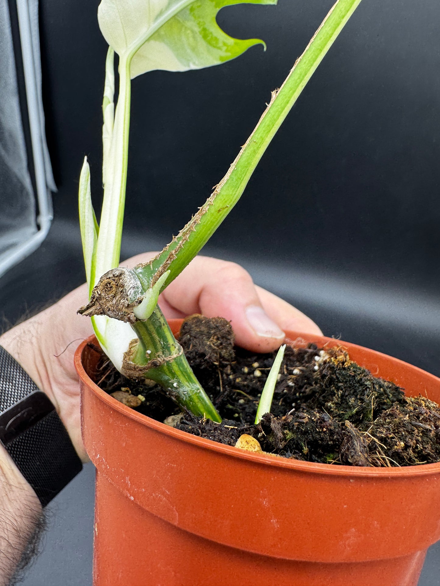 Rhaphidophora tetrasperma albo variegata
