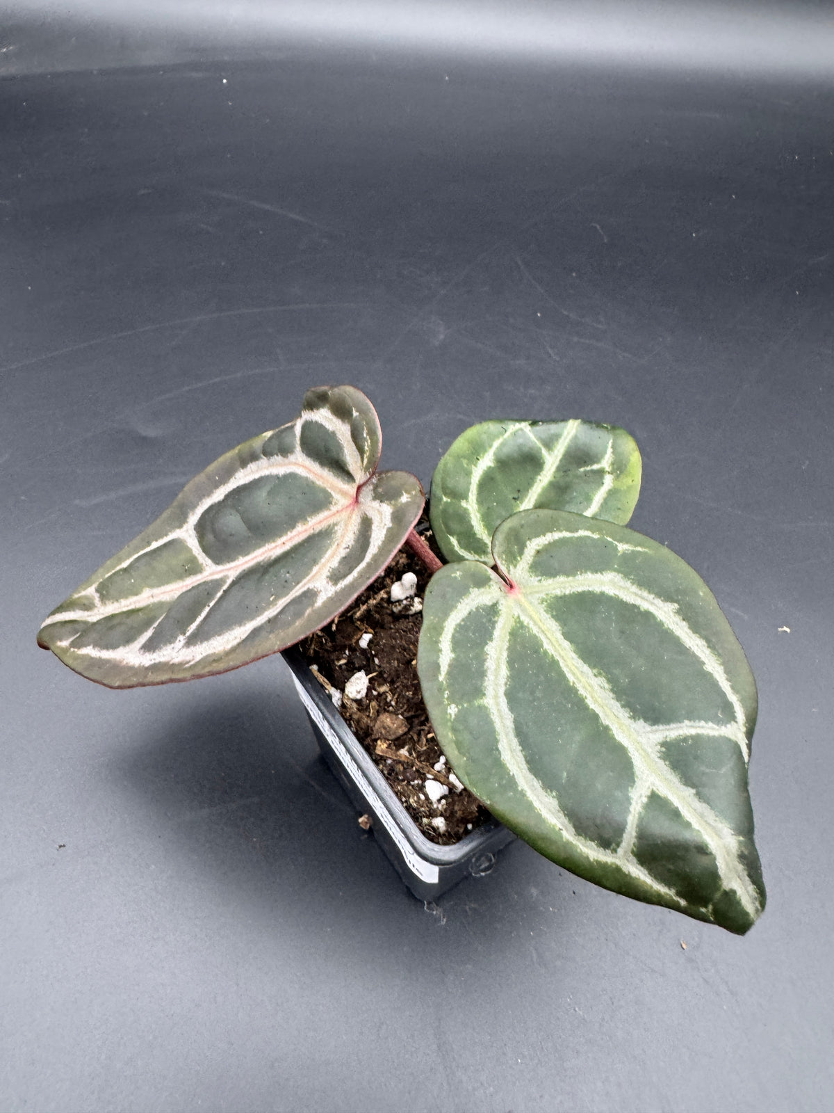 Anthurium Michelle x Michelle
