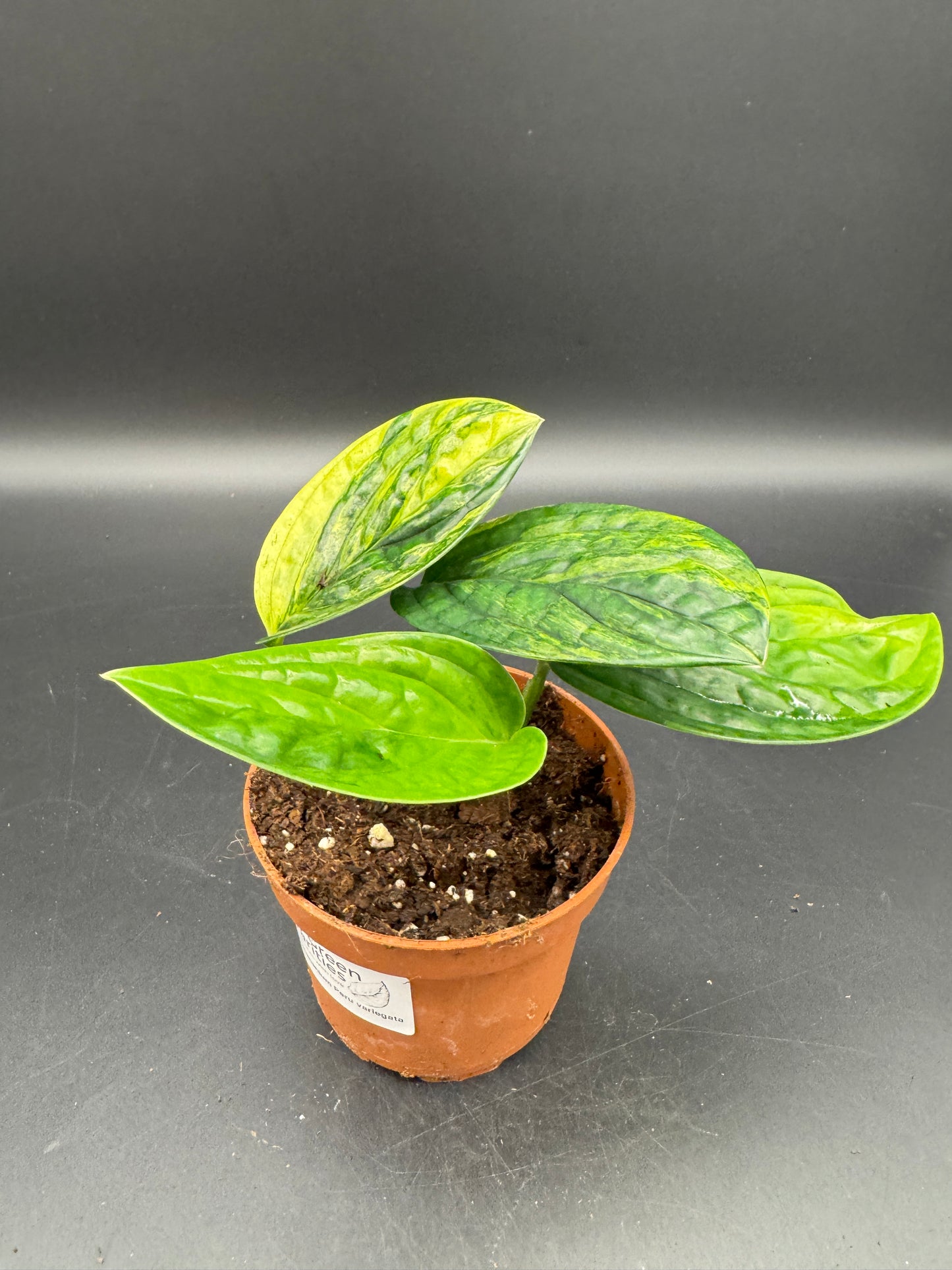 Monstera karstenanium Peru variegata