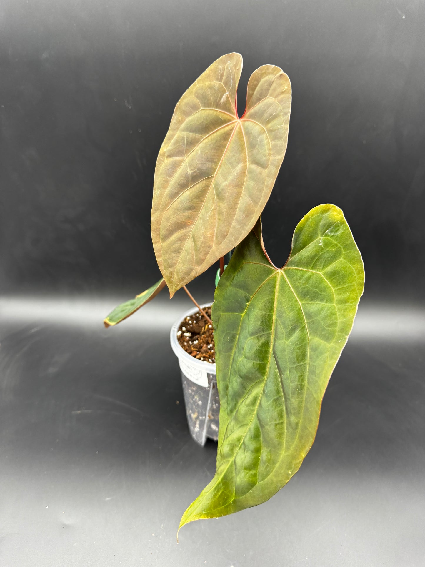 Anthurium Goliath x Ace of Spades Dark Form x Green Form