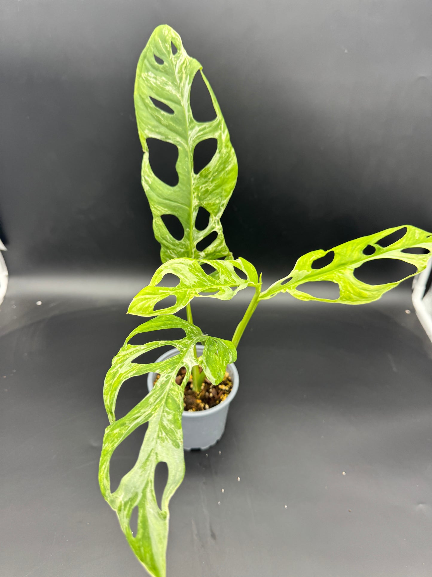 Monstera Adansonii Indonesian Marble