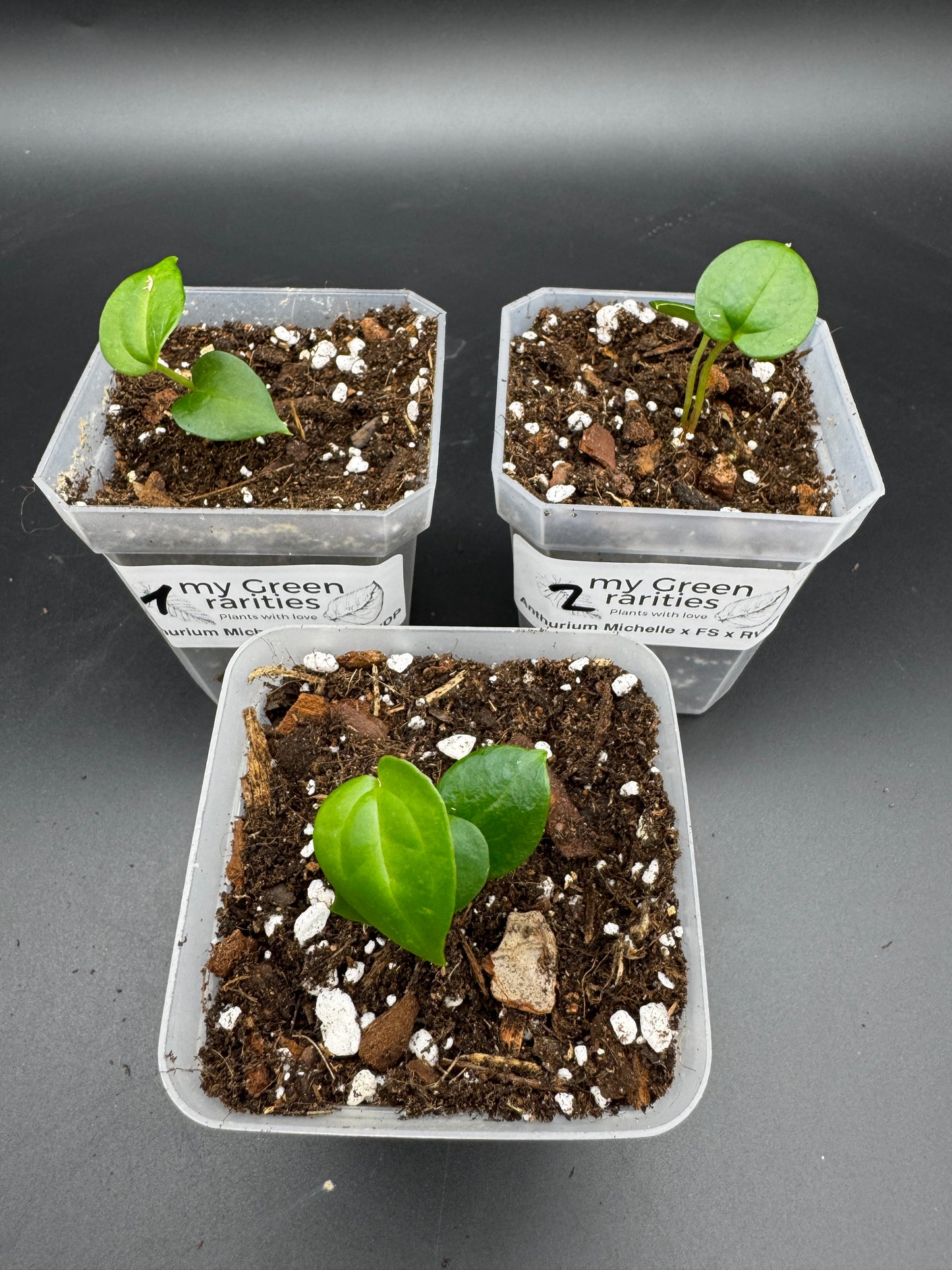 Anthurium Michelle × Anthurium FS × RVDP – Seedling
