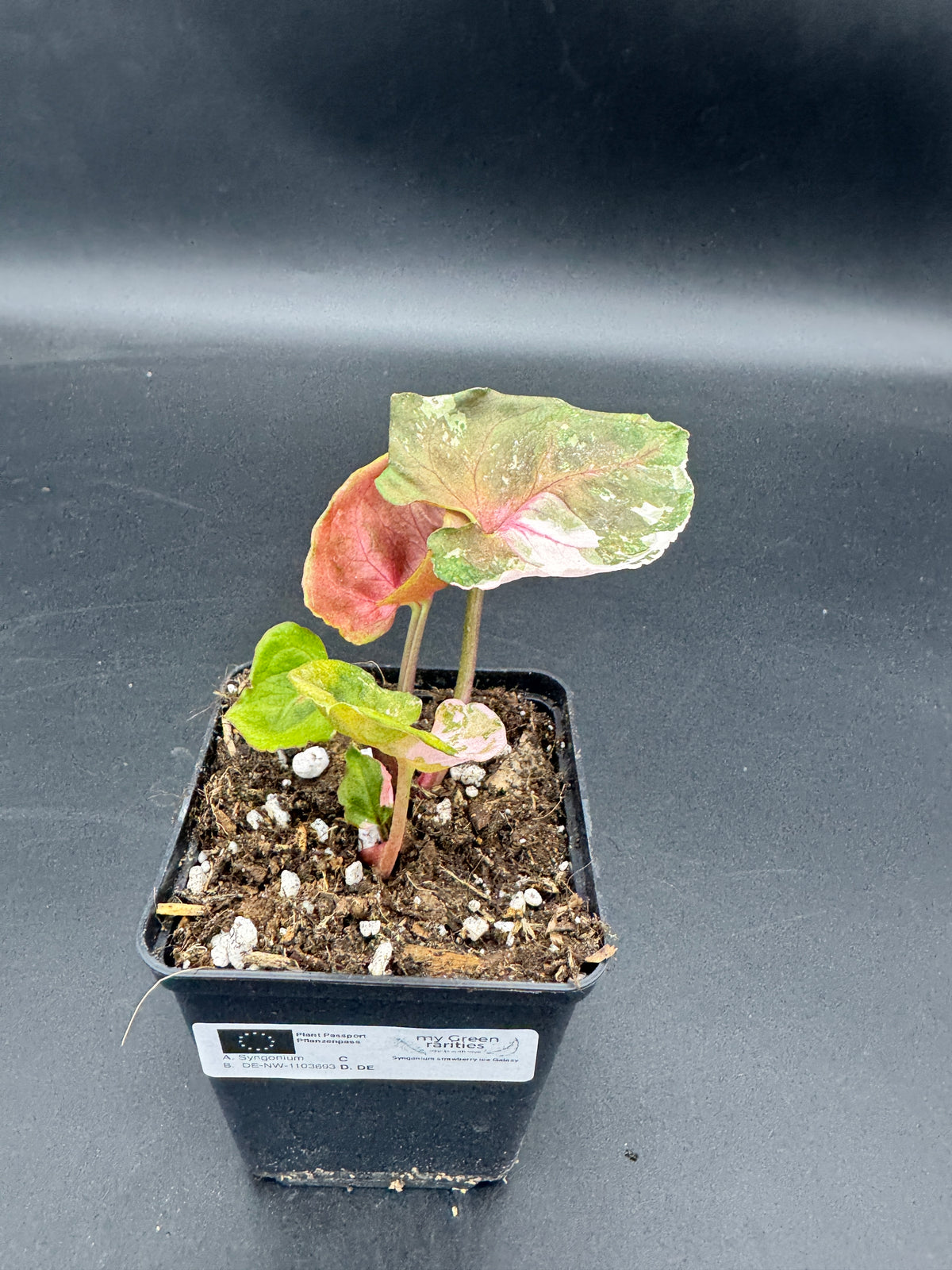 Syngonium strawberry ice Galaxy