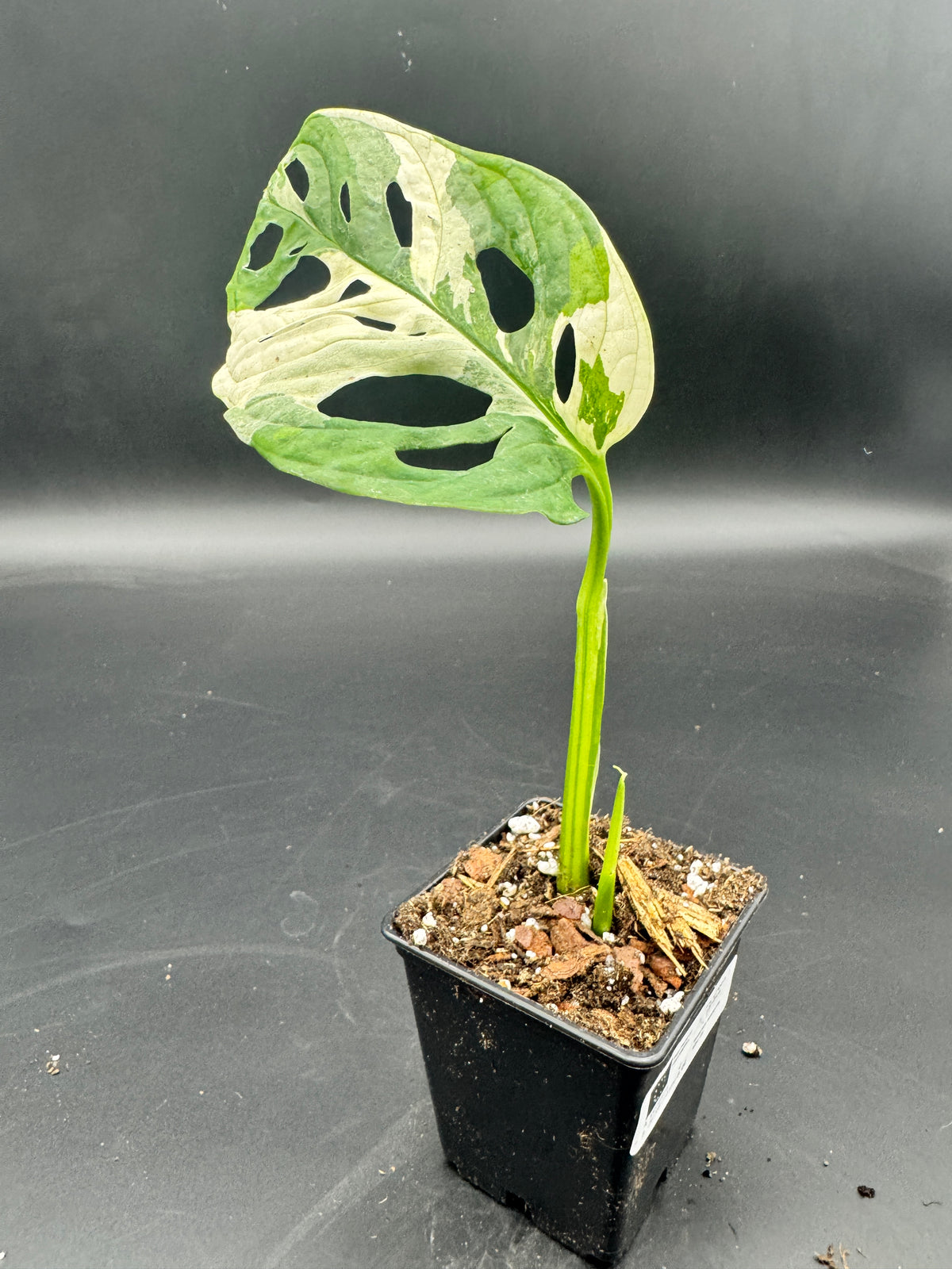 Monstera Adansonii albo variegata