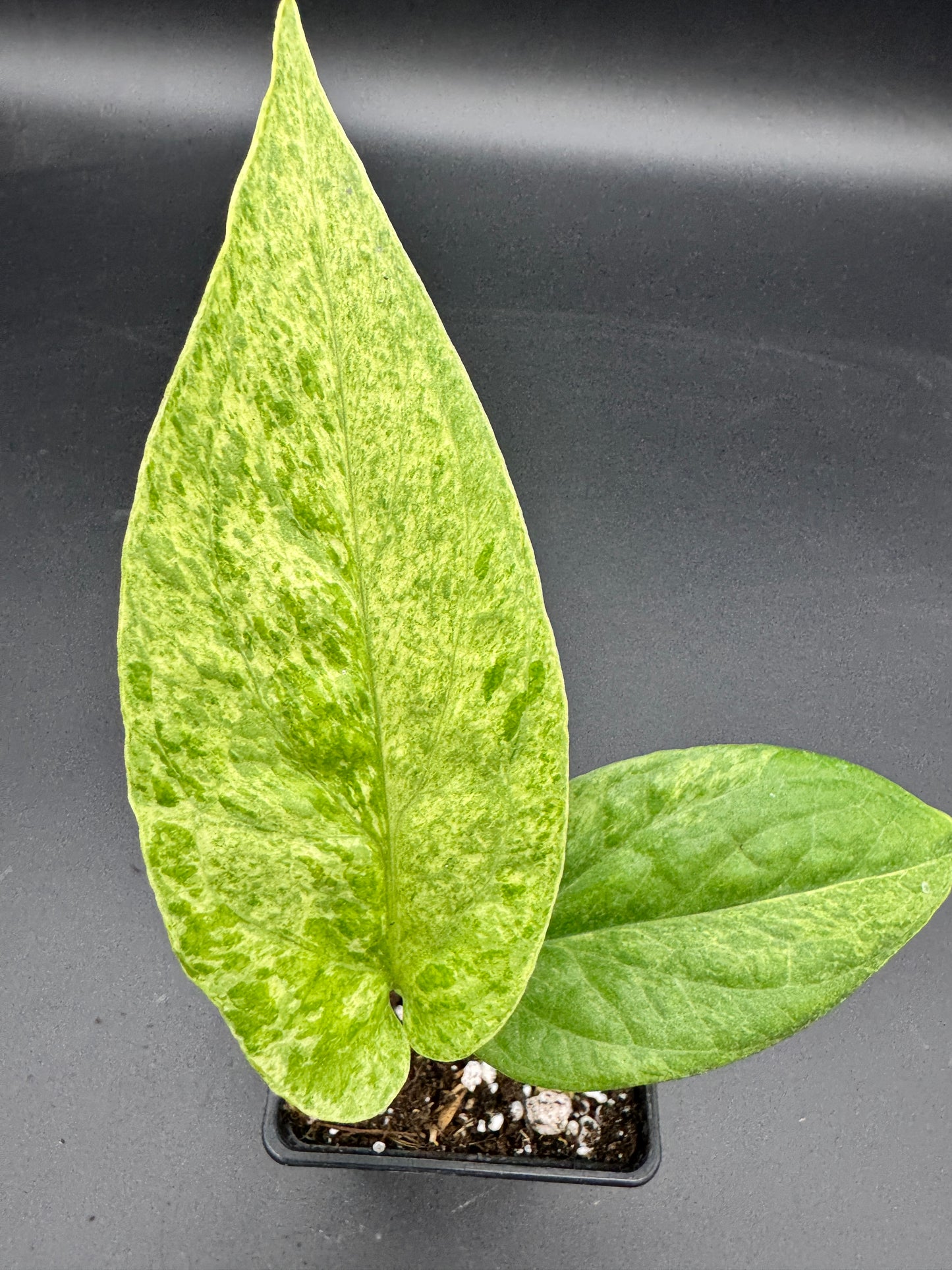 Amydrium Medium Mint variegata