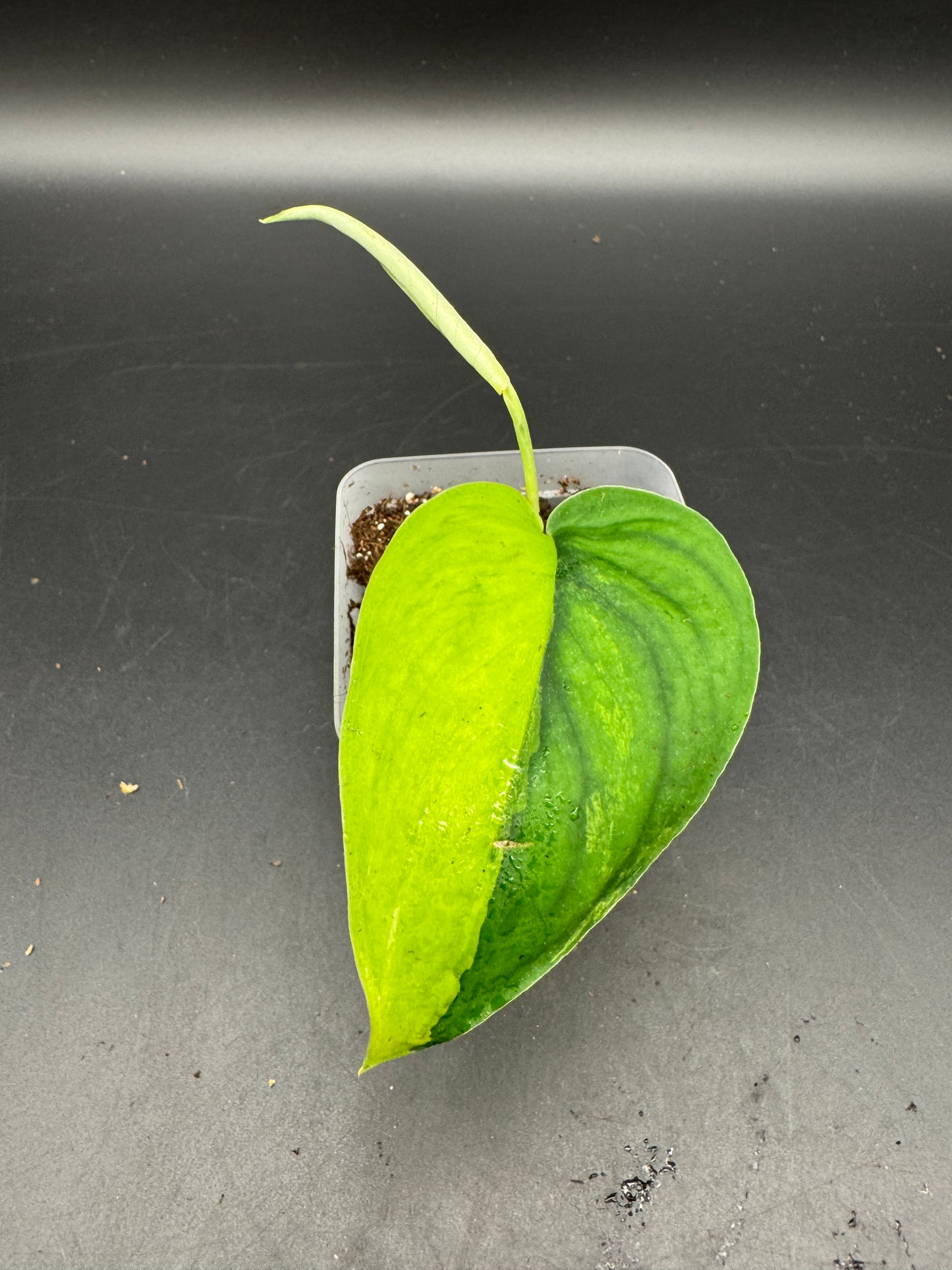 Scindapsus Jade Satin Aurea variegata