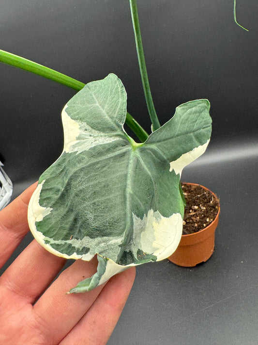 Alocasia Micky Mouse variegata