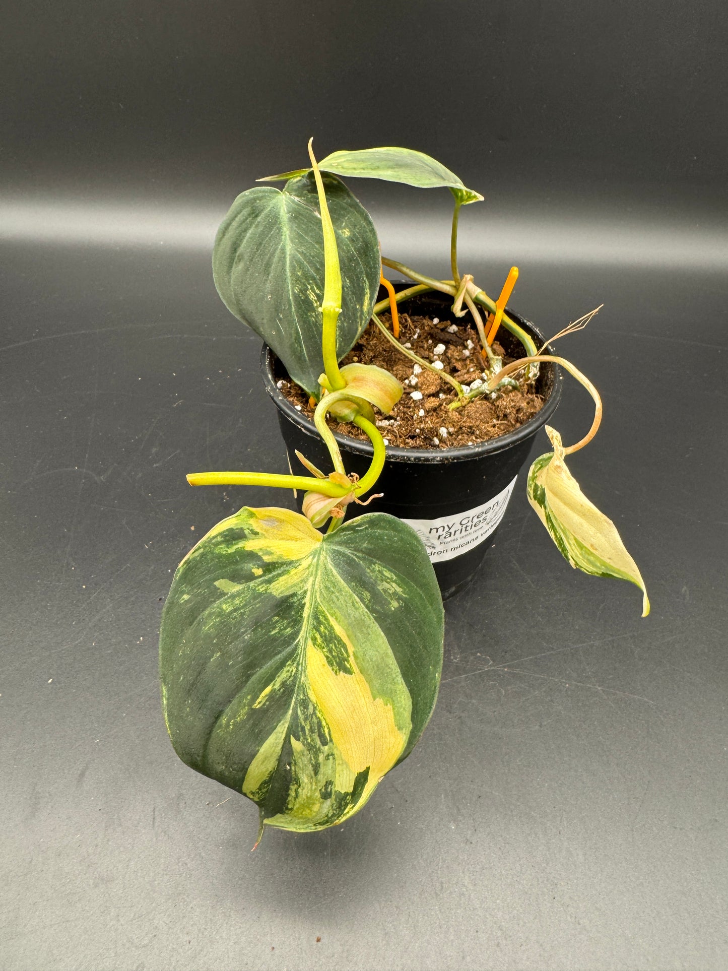 Philodendron micans variegata