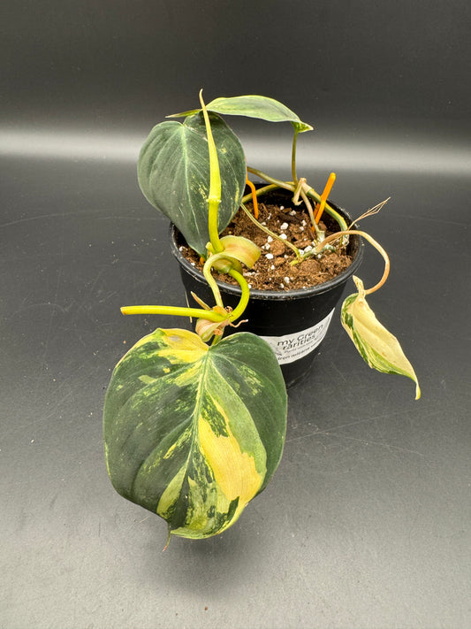 Philodendron micans variegata