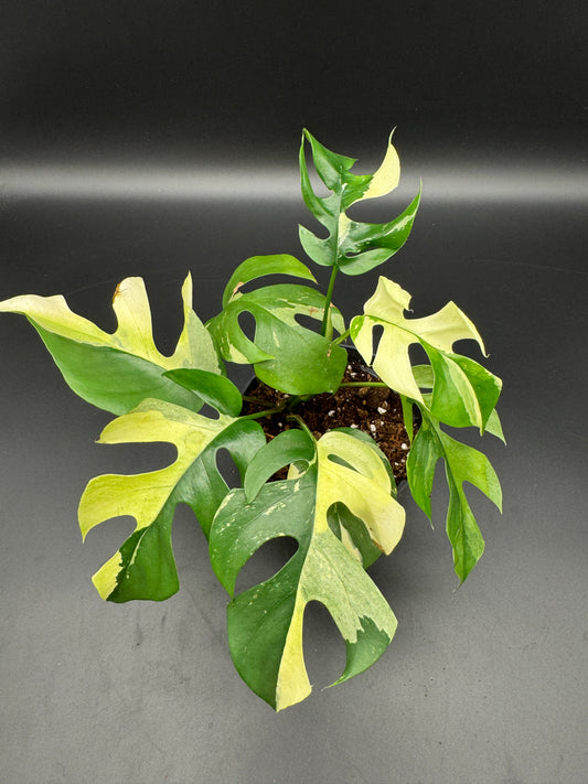 Rhaphidophora tetrasperma variegata