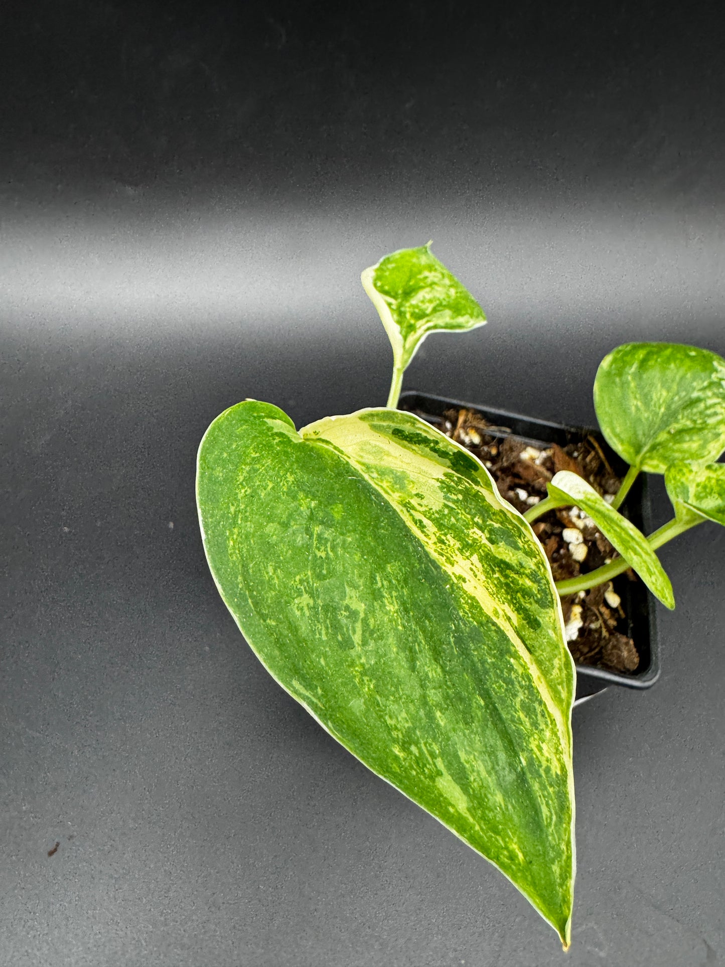 Scindapsus Jade Satin variegata