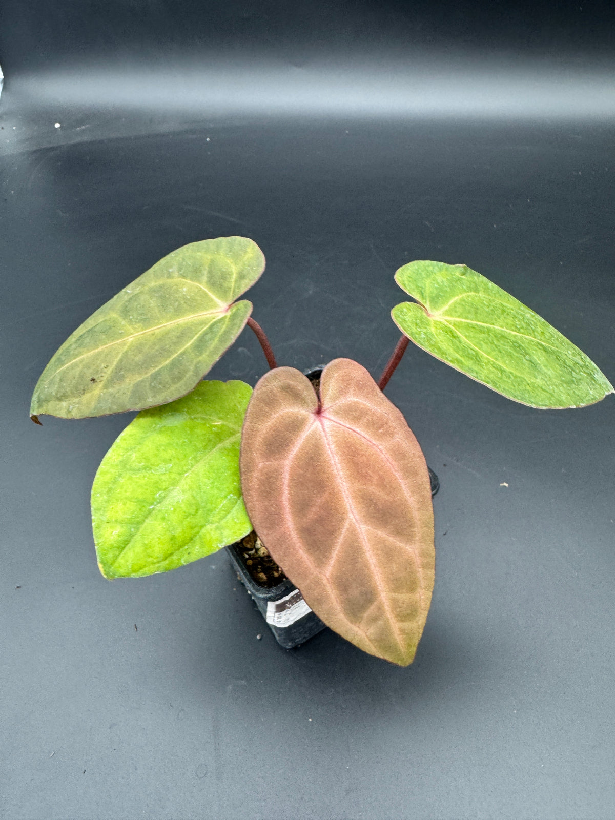 Anthurium RVDP (Red Vein Dark Phoenix) variegata