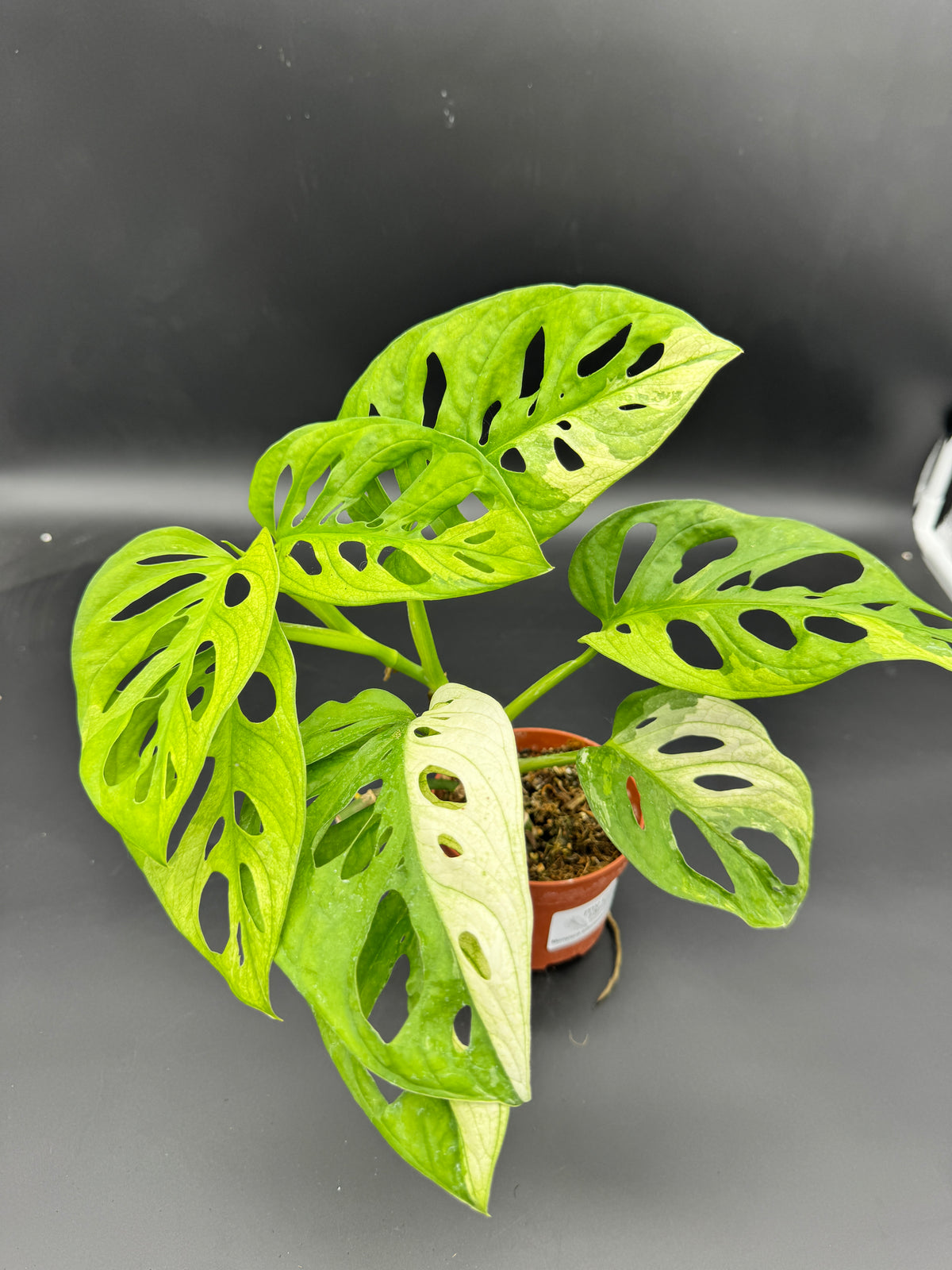 Monstera Adansonii Albo variegata