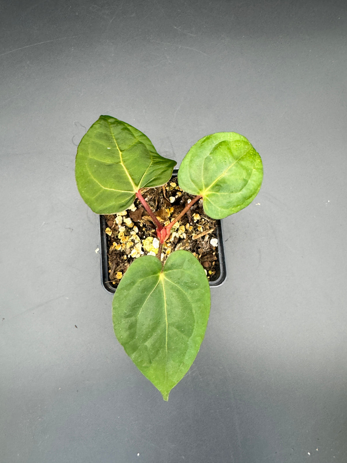Anthurium Ace of spades df x gf x blue Papillilaminum