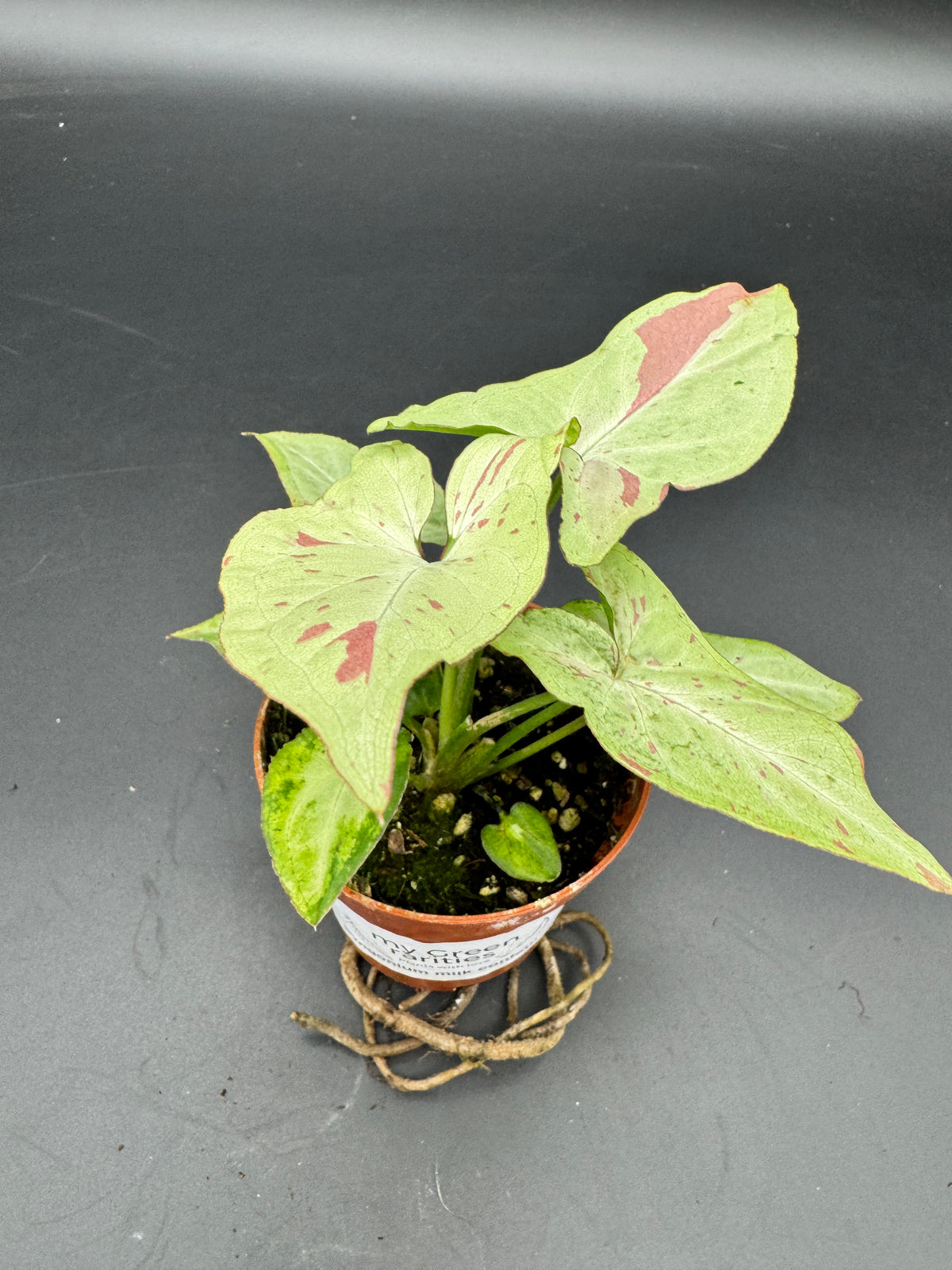 Syngonium milk confetti