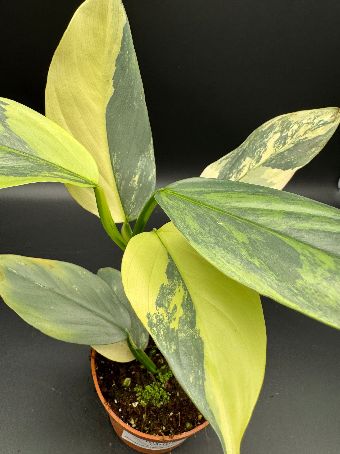 Philodendron Silver Sword variegata