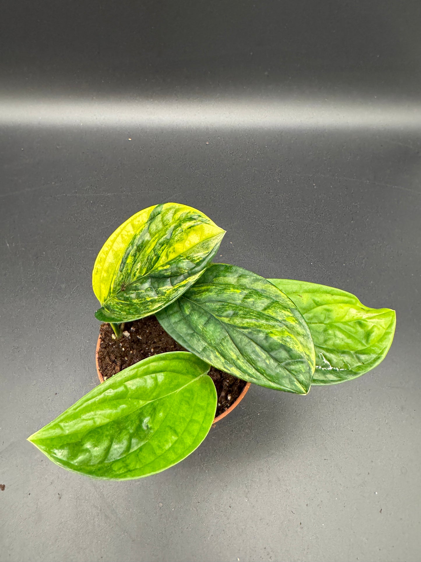 Monstera karstenanium Peru variegata