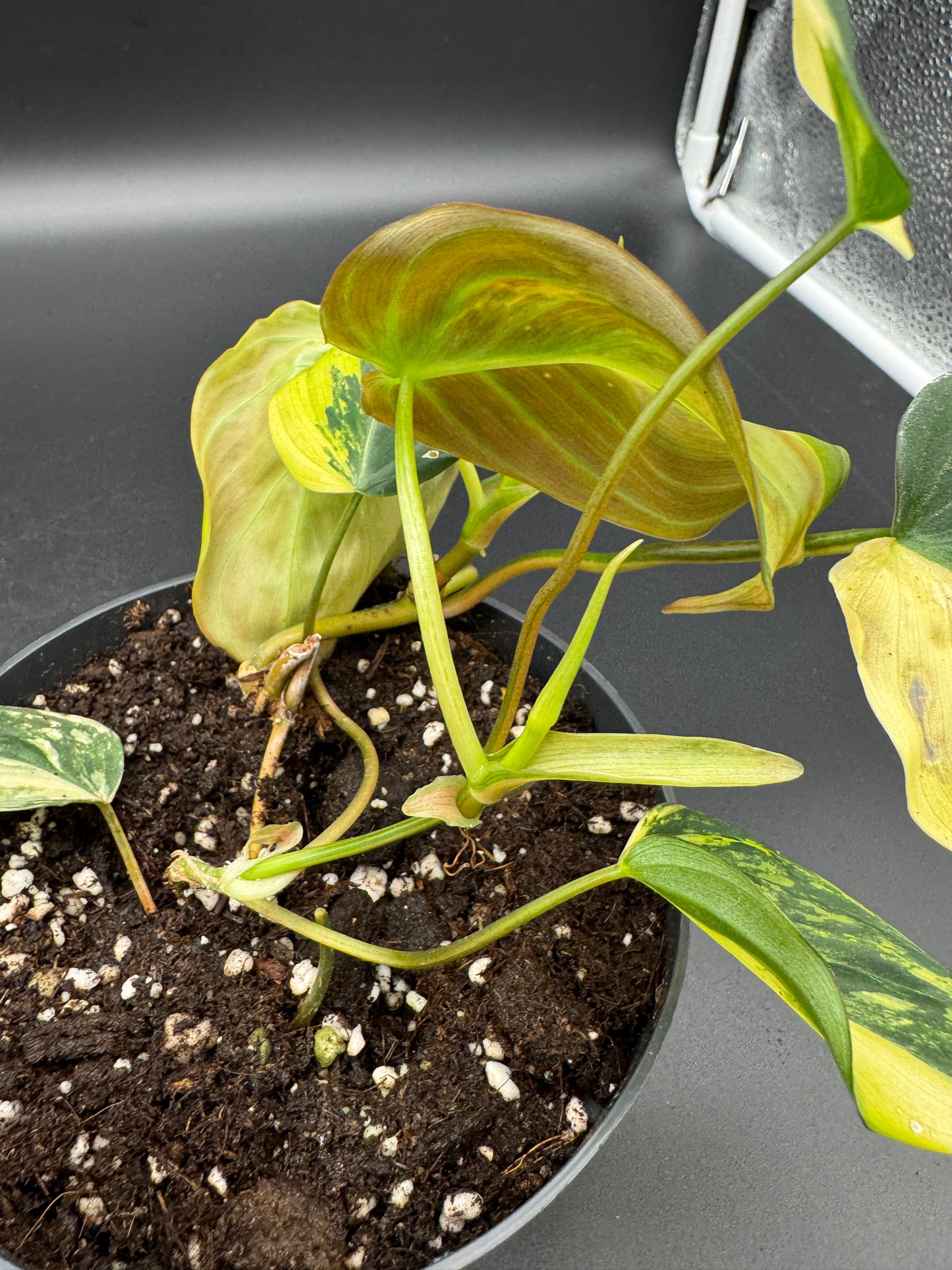 Philodendron micans variegata