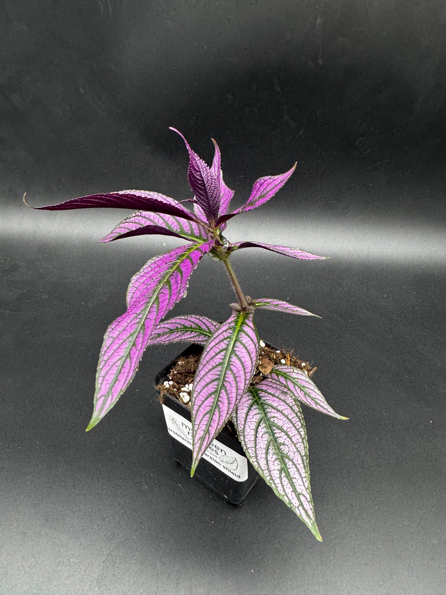 Strobilanthes persian shield
